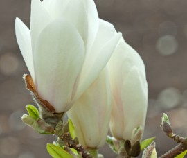 Magnolia Alba Superba C3